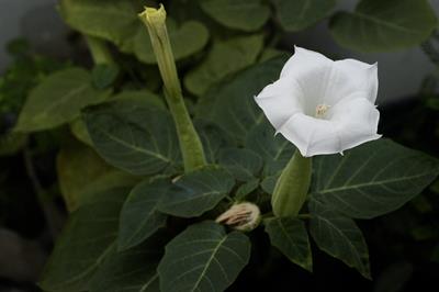 Datura inoxia